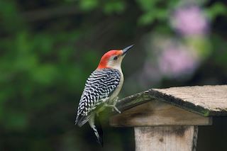 Red-Bellied Woodpecker