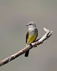 Gray Kingbird