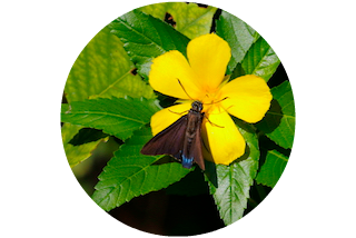 Snook Creek - Mangrove Skipper Butterfly