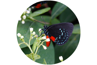 Hagen Park - Coontie