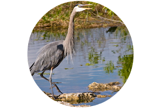 Colachahee -Great Blue Heron