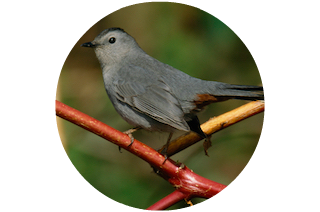 Richardson - Gray Catbird