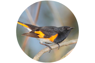 DoonEs- American Redstart